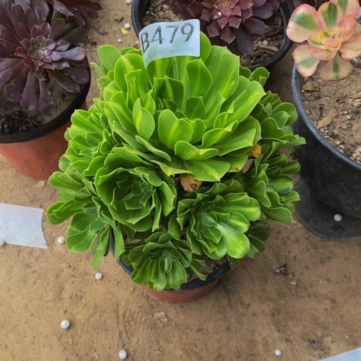 硫离479。