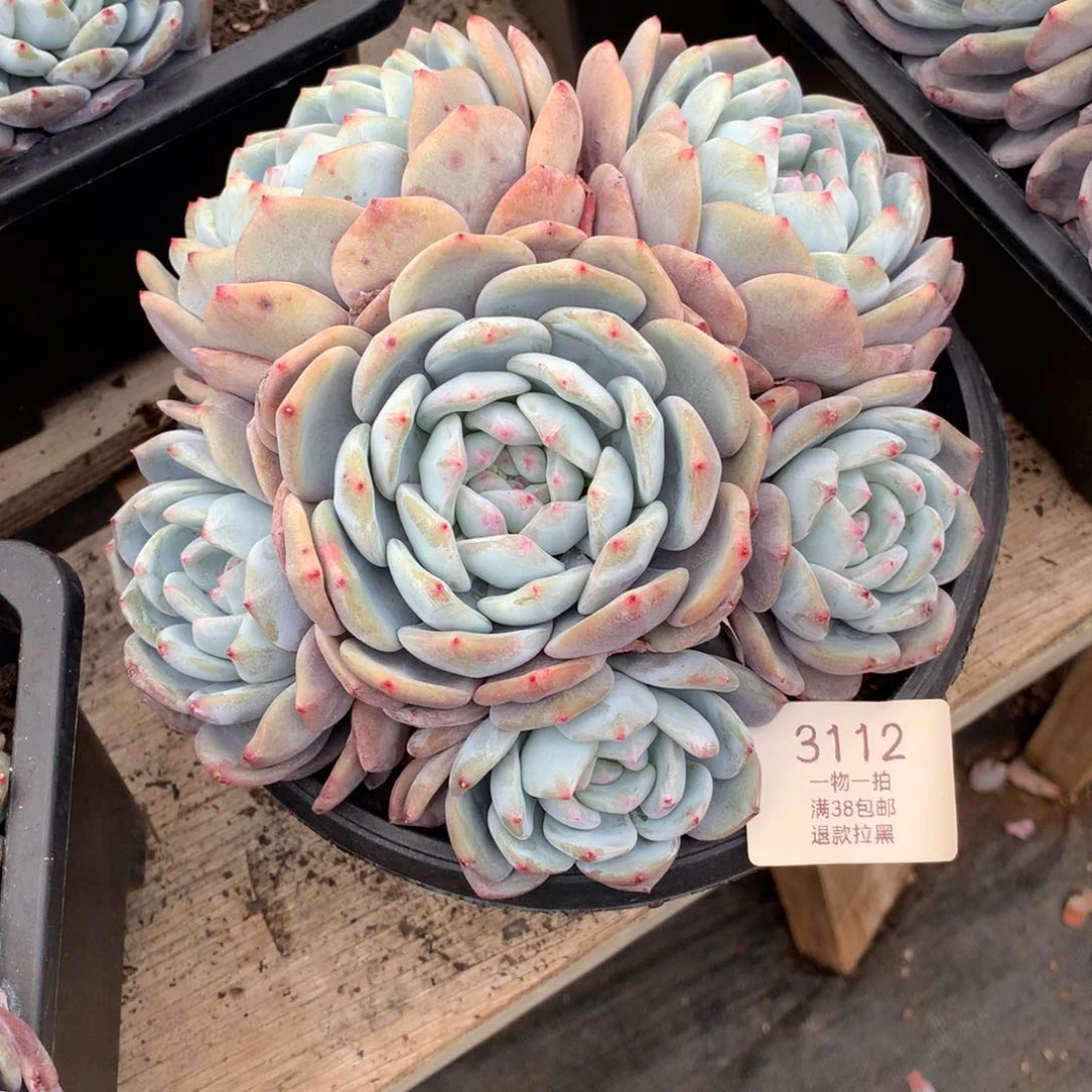 17厘米六头有砍星影3112