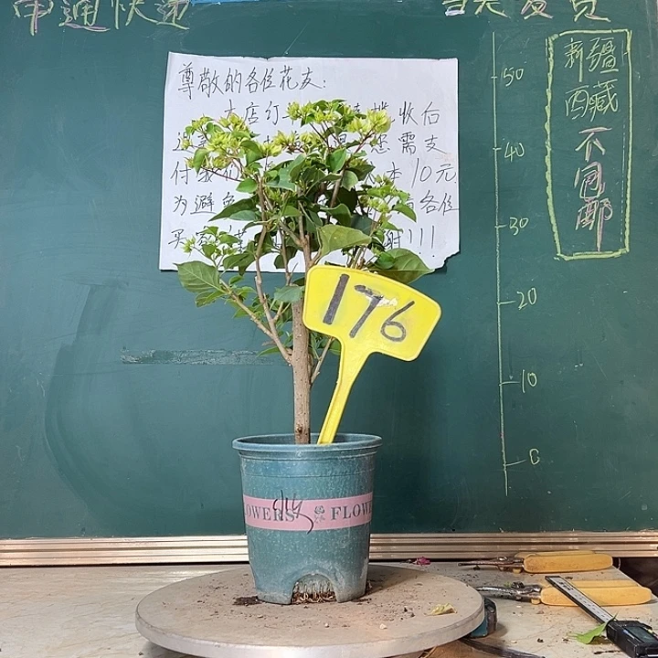 当前无花栽培后可以开花怡锦176