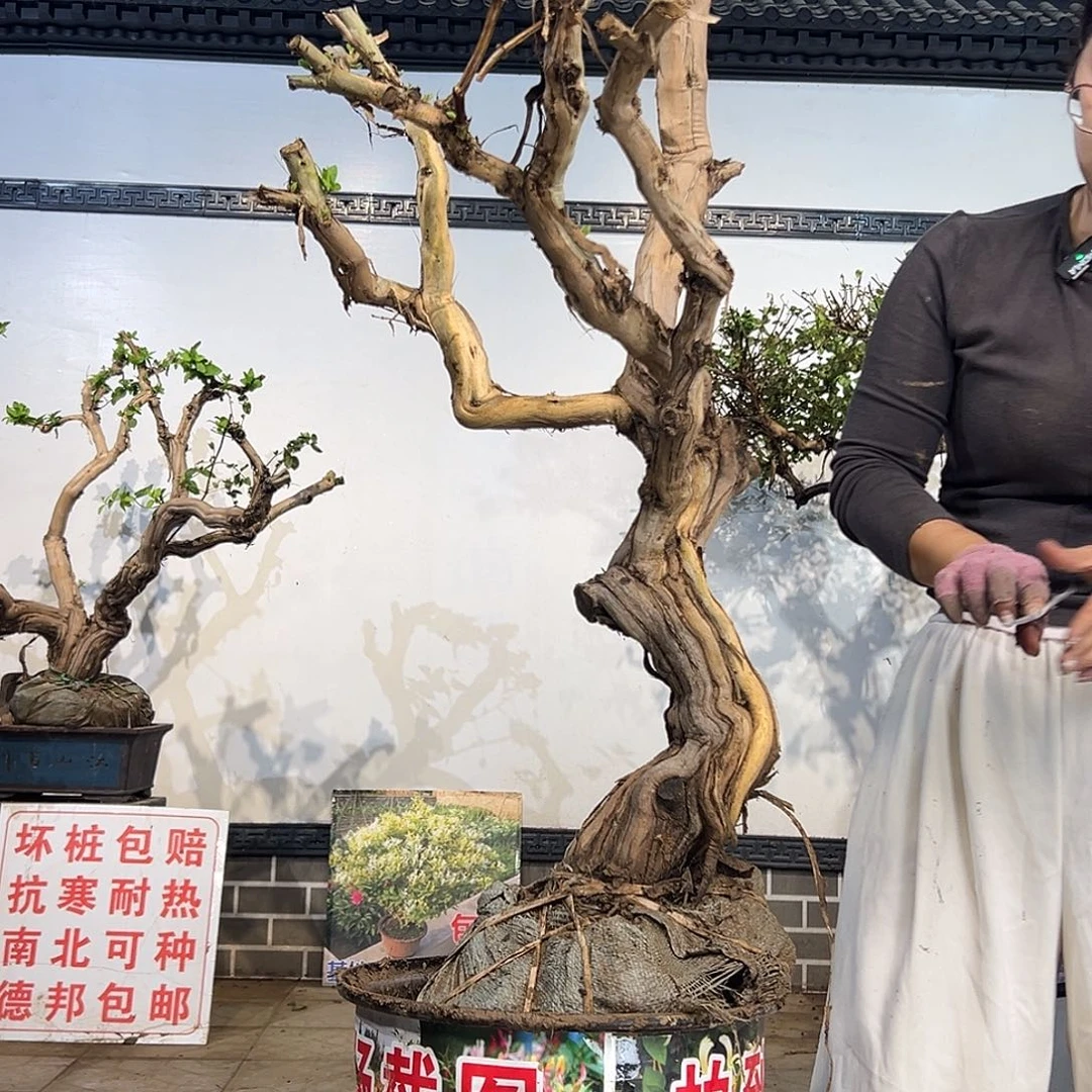 完全开放金银花88888