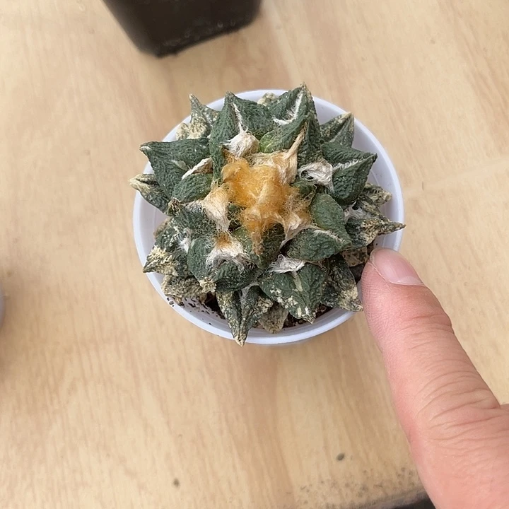 无花朵辛顿龟甲牡丹