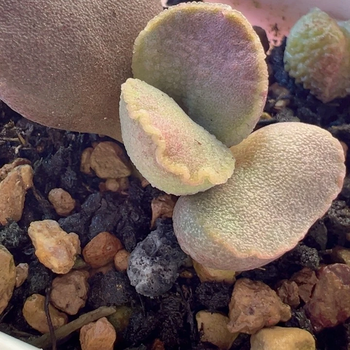 ༞可以说是我的最爱了