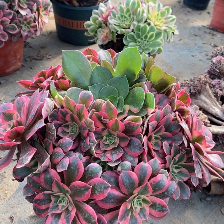 女妖多肉植物70。