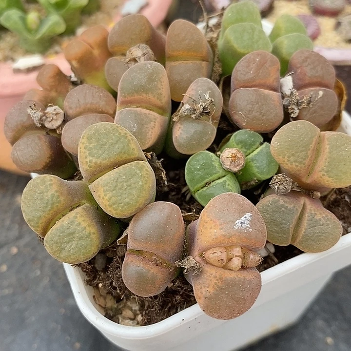 母本双头编号混风铃10颗