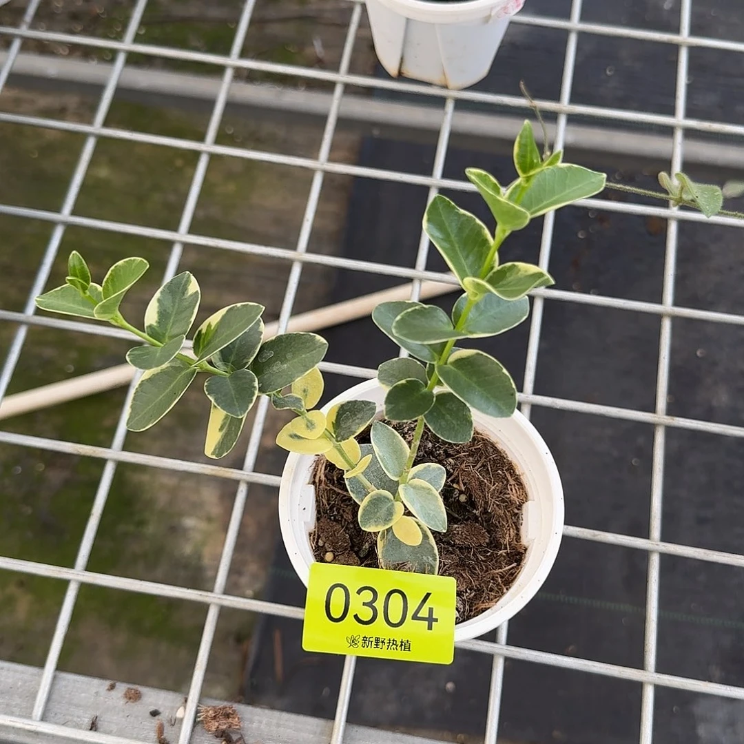 完全开放0304孜然外锦