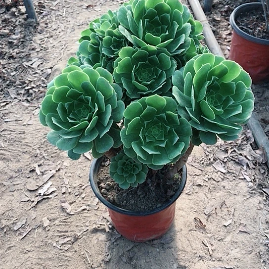 绿玫瑰法师多肉植物34