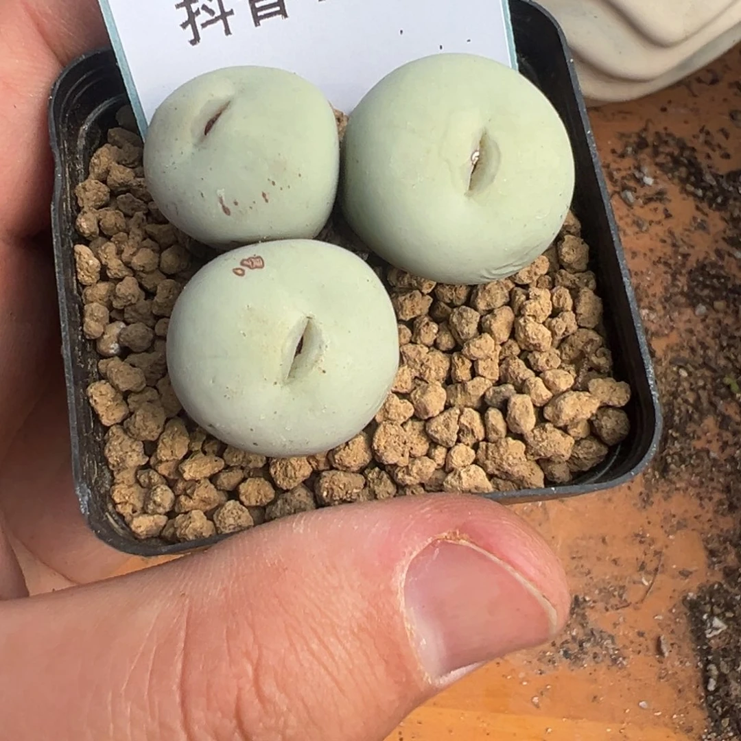 4-15肉锥多肉植物