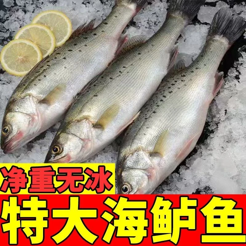 深海 海鲈鱼1.3-1.4斤/条 肉质鲜嫩 连云港真空发货