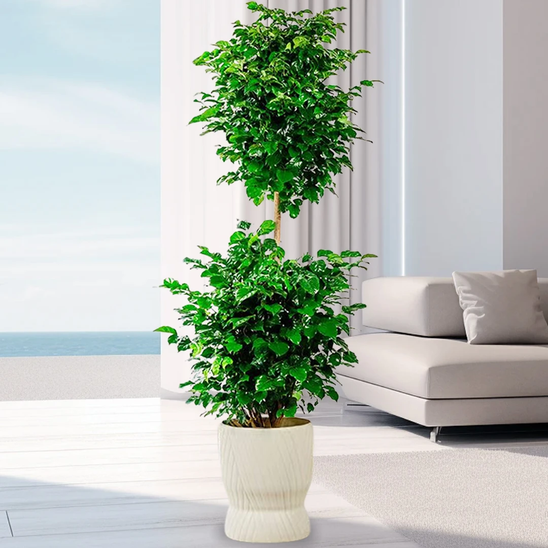 【顺丰包邮】【1.3米-1.5米大2层幸福树】绿宝树室内大型绿植绿植盆栽