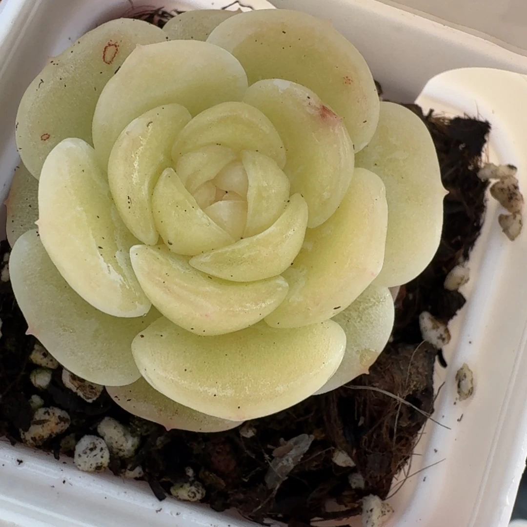 气***水0102-3-白月光单头一颗多肉