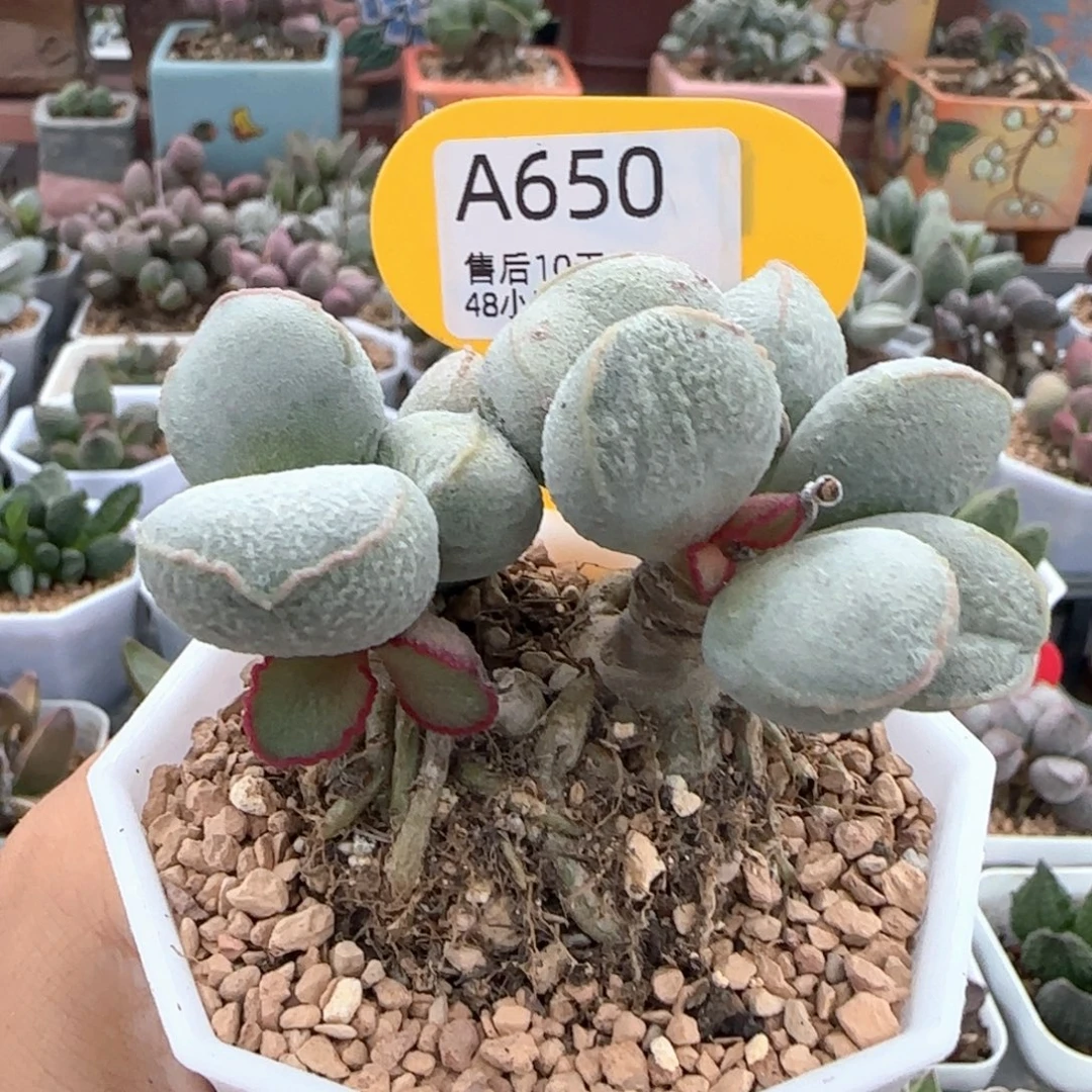 耶***.福利。     650。