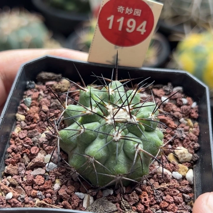 自根萝卜根黑王丸3.6cm