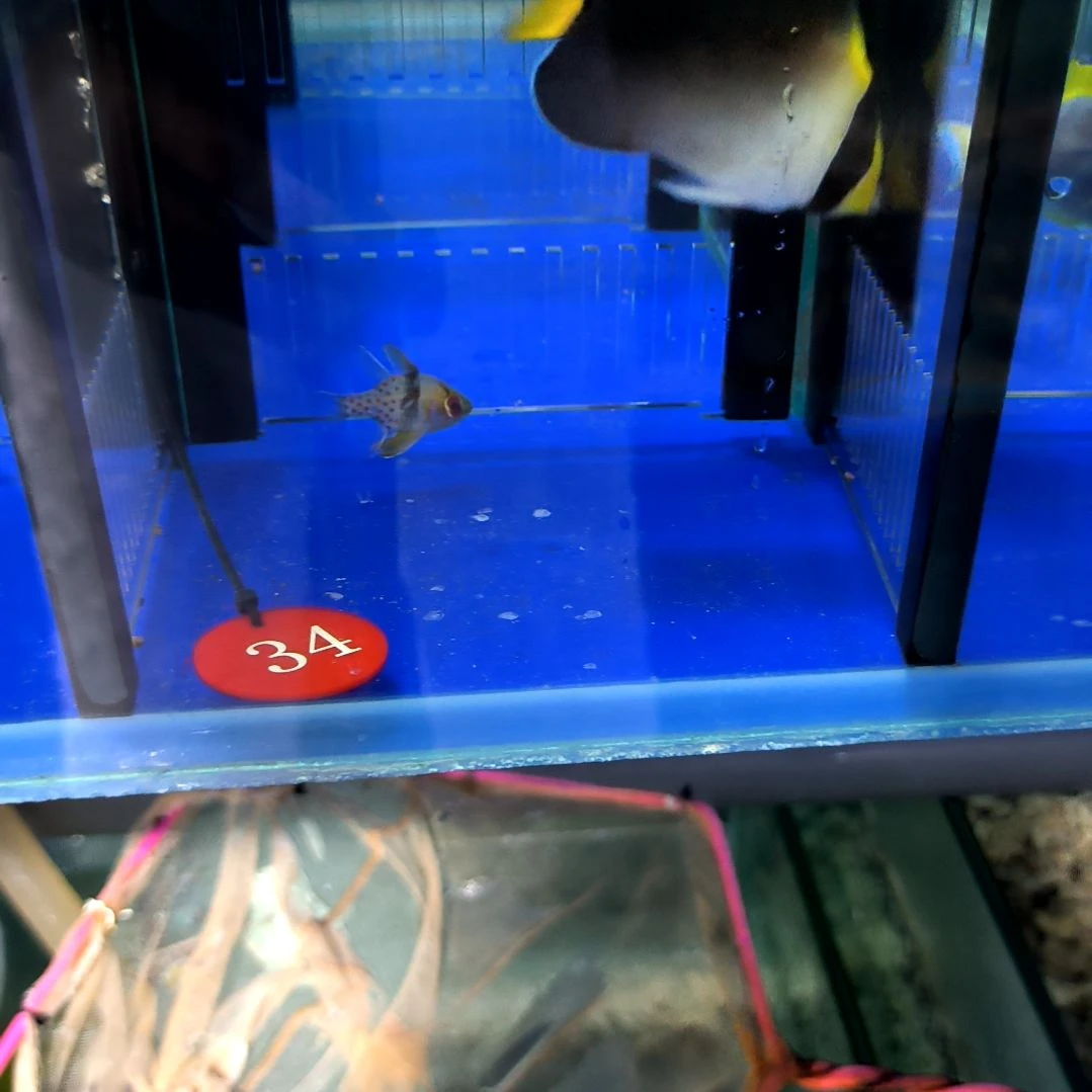 海水鱼黄尾仙8+/1-10-34