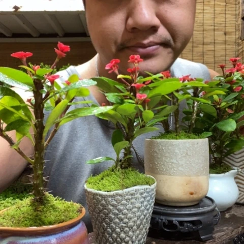 红陶圆托虎刺梅一盆器型随缘带盆发货