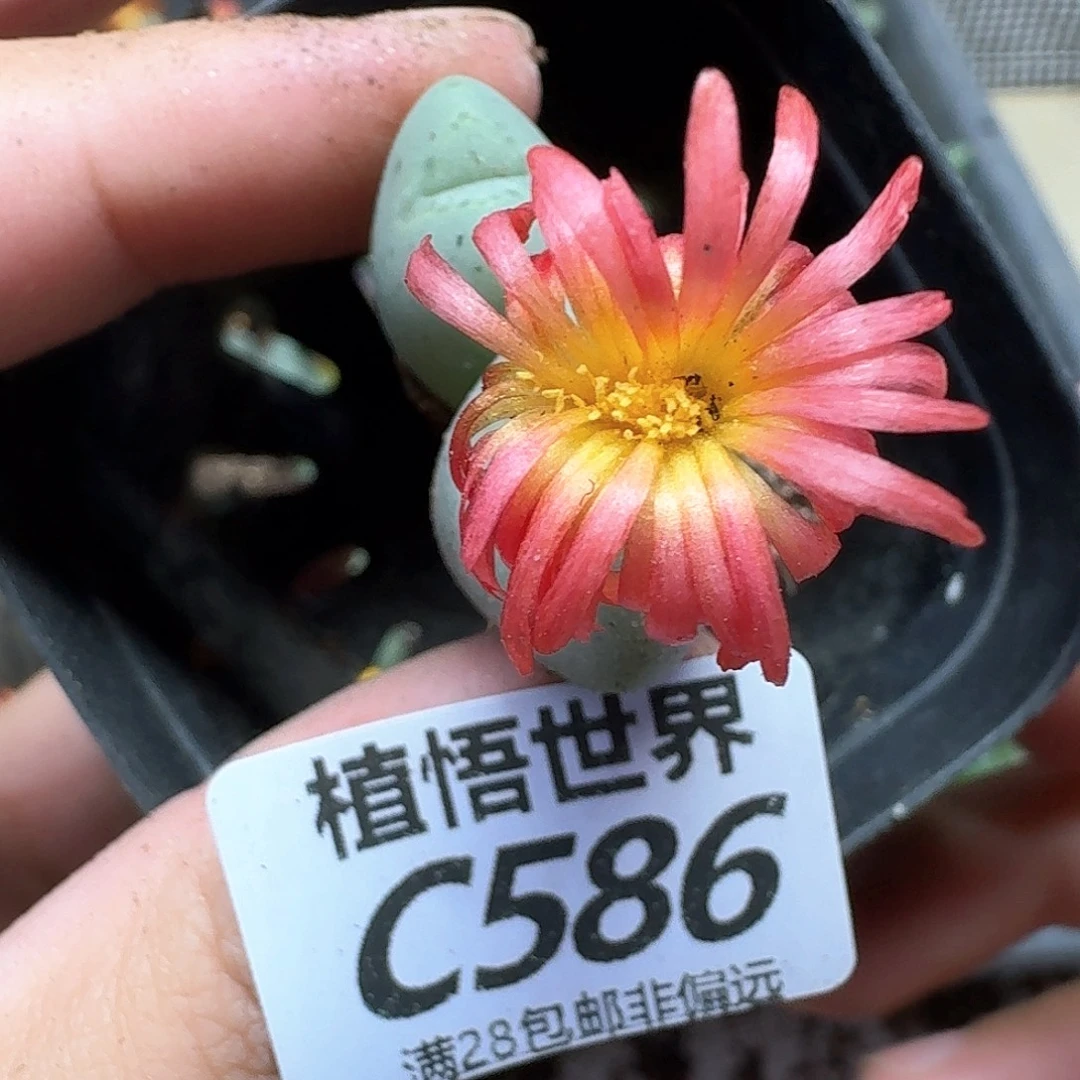 的W的人生的润泽fg
