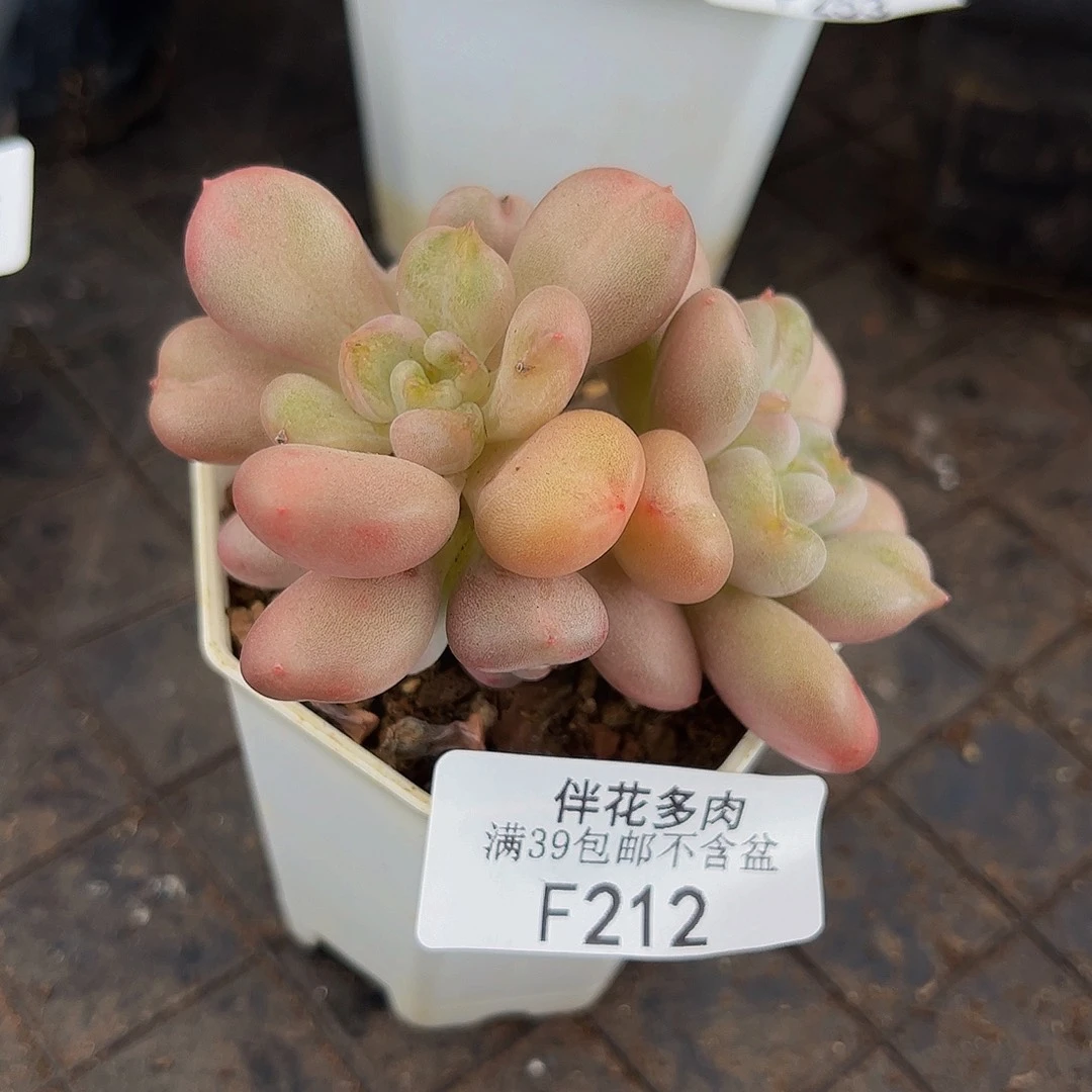 212-比尔盖茨多肉5cm