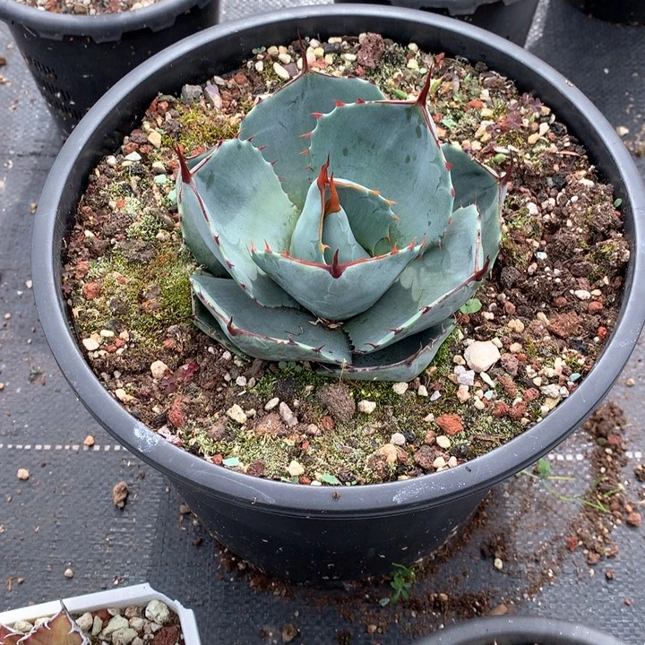 龙舌兰圆叶福克斯秦人