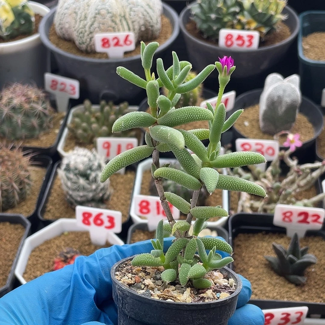 番杏枝干紫花玉米