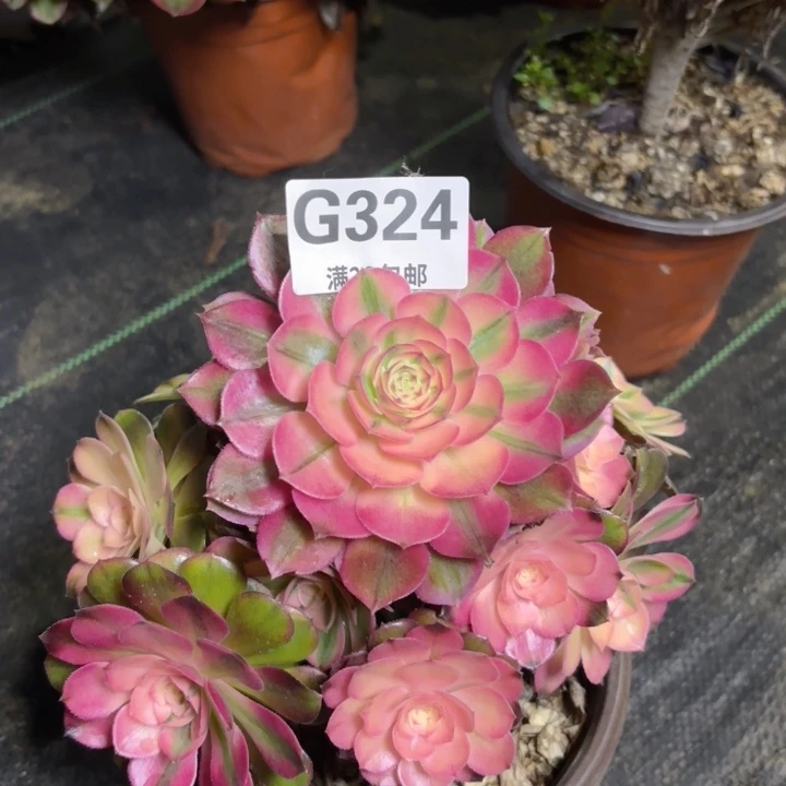 瑞妈多肉园艺324