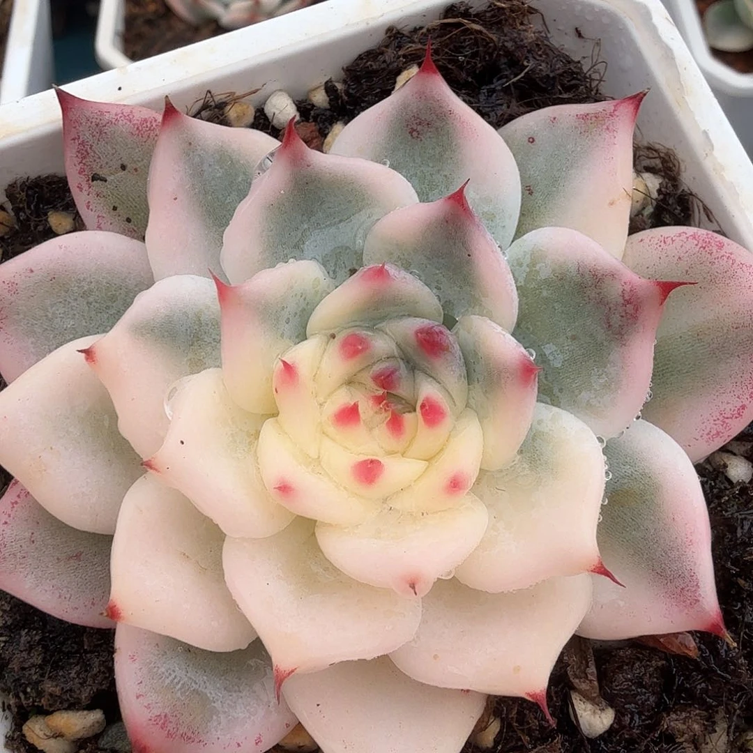 吉娃娃，多肉植物