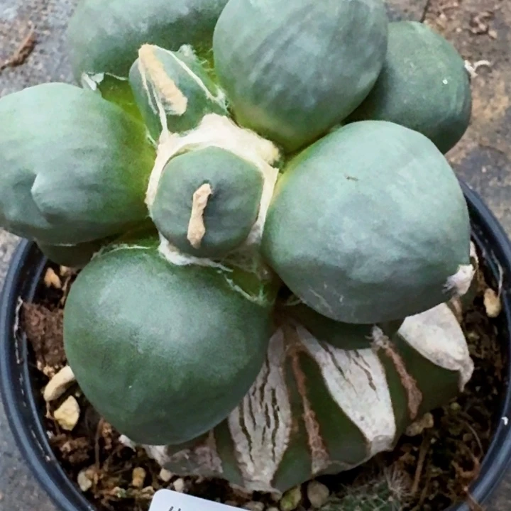 畅***1无花朵福利苗接大尤蛋788