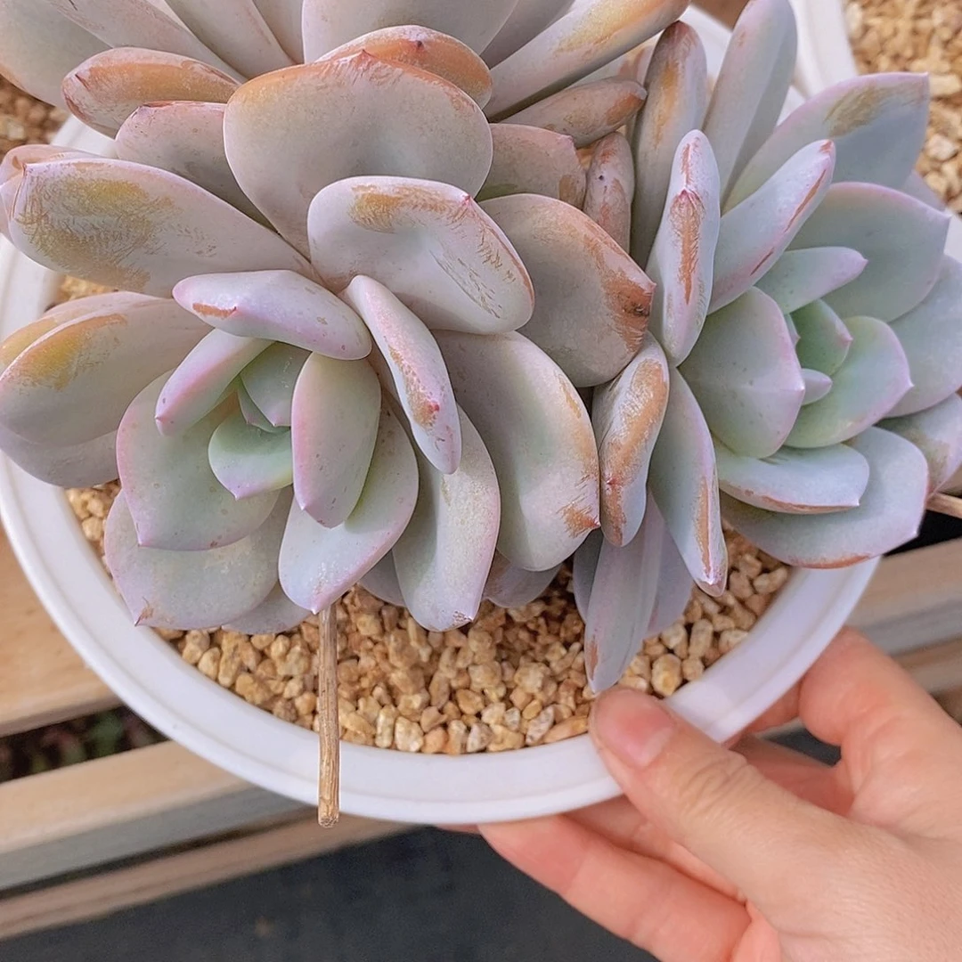 奶茶三头大粗腿