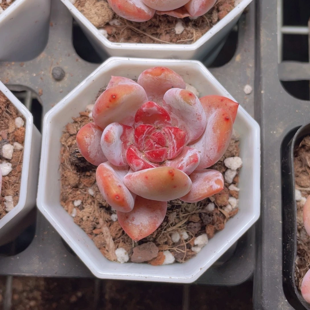 糖心雪天使多肉9.9包邮发货