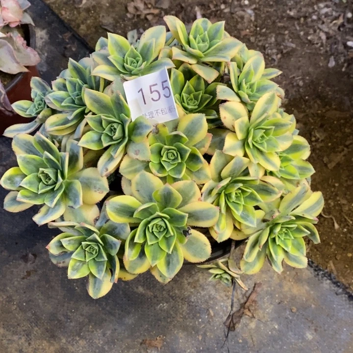 星爆多肉断头不包1551