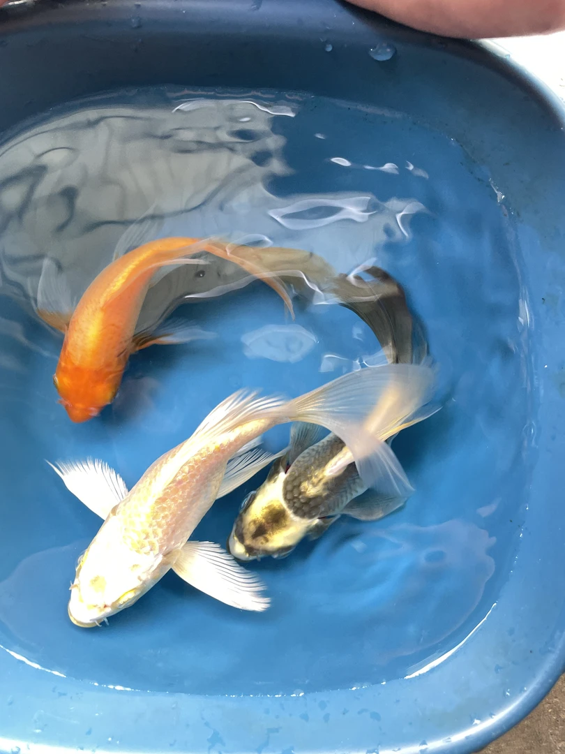 【中秋福利】台湾正宗蝴蝶鲤广温冷水淡水观赏鱼红色金色