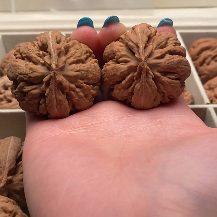 飞***车霸王龙全品无修一刀没动