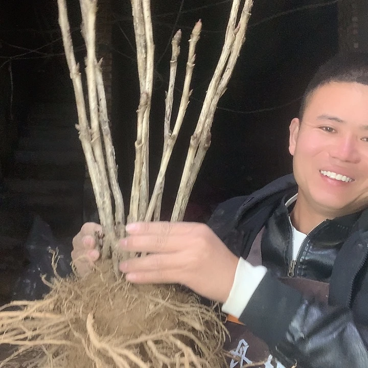 花***人当前无花栽培后可以开花