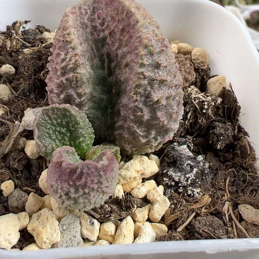 实生新品大苗多肉植物水泡多肉植物