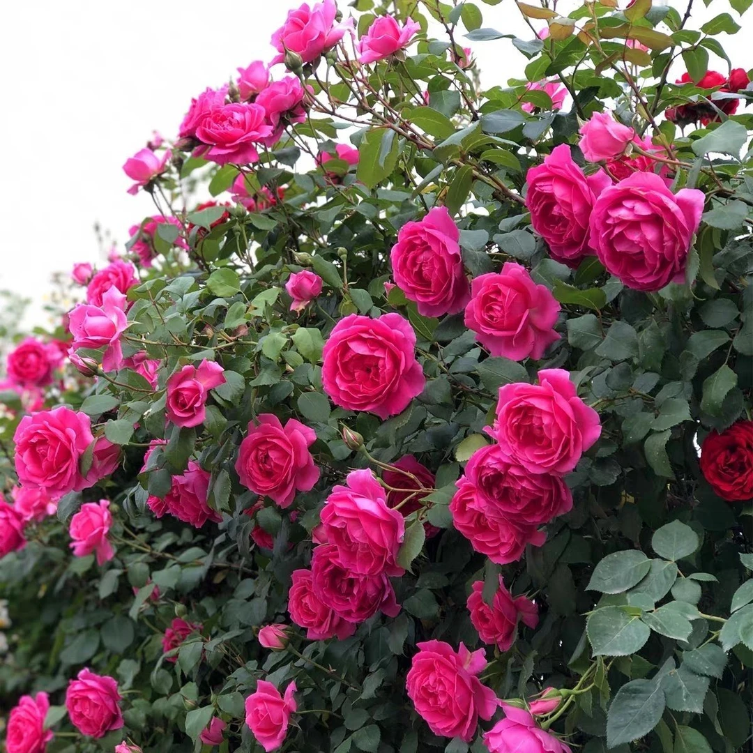 【大游行】爬藤爬墙 月季花苗 大花浓香 多季开花 攀缘庭院盆栽花