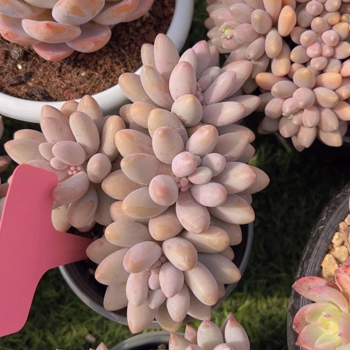 健健康康平平安安