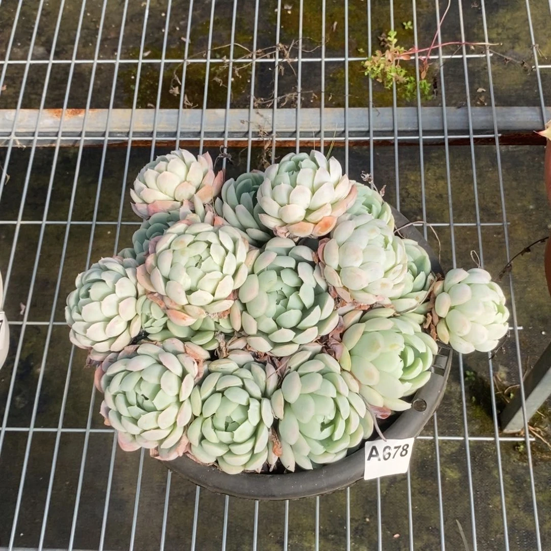 678西娜多头一物一拍