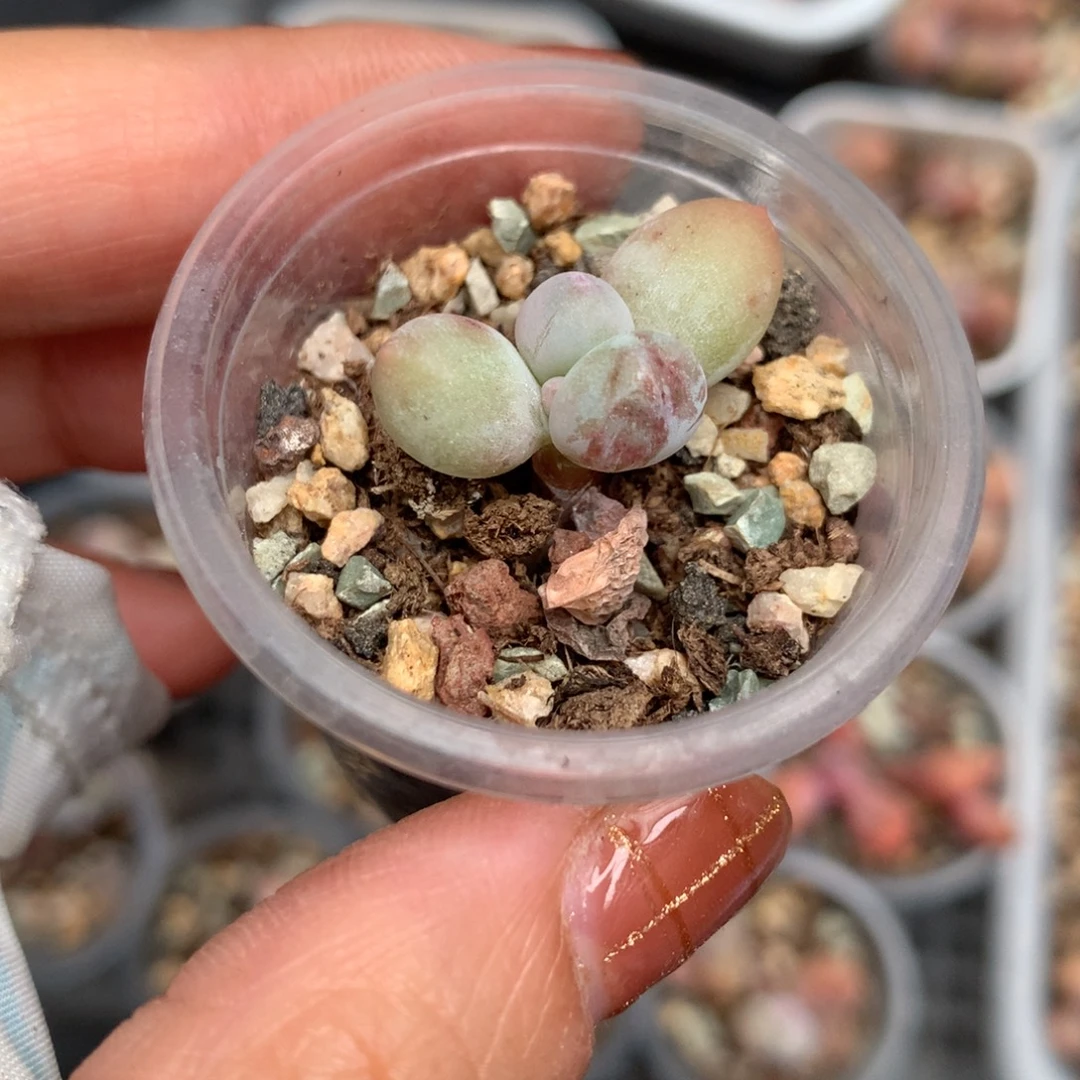 晒了珠光奶酪多肉