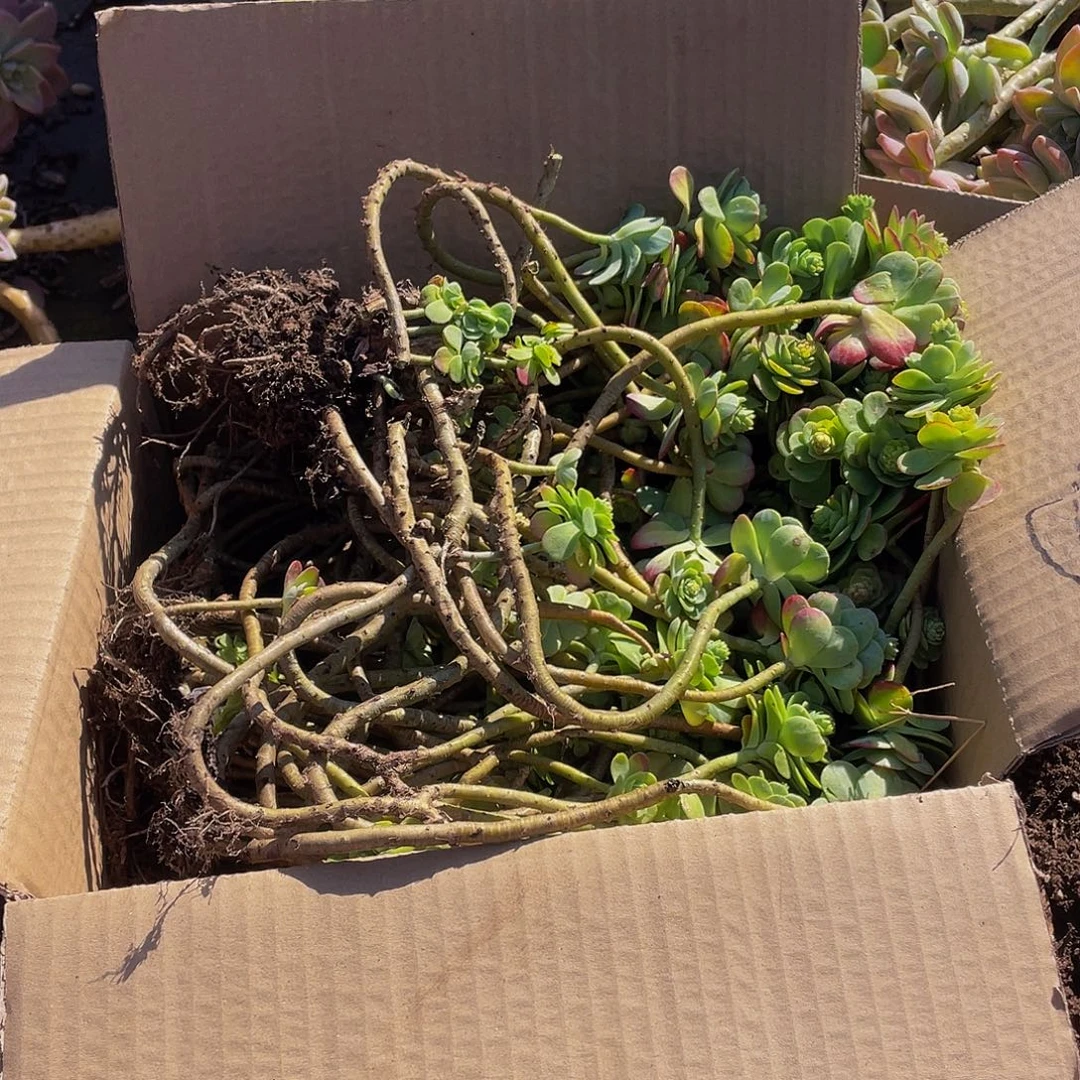 薄化妆老桩箱拍19.8多肉，散枝断头不售后