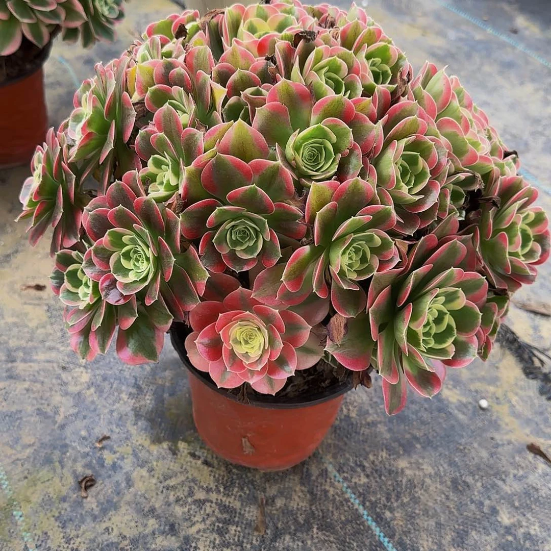 刘*多肉植物白凤老庄