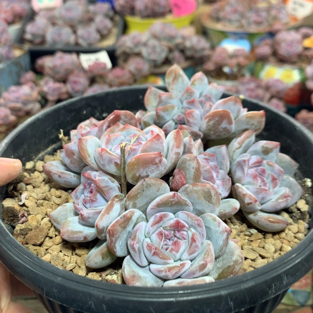 哈哈哈哈哈哈哈20