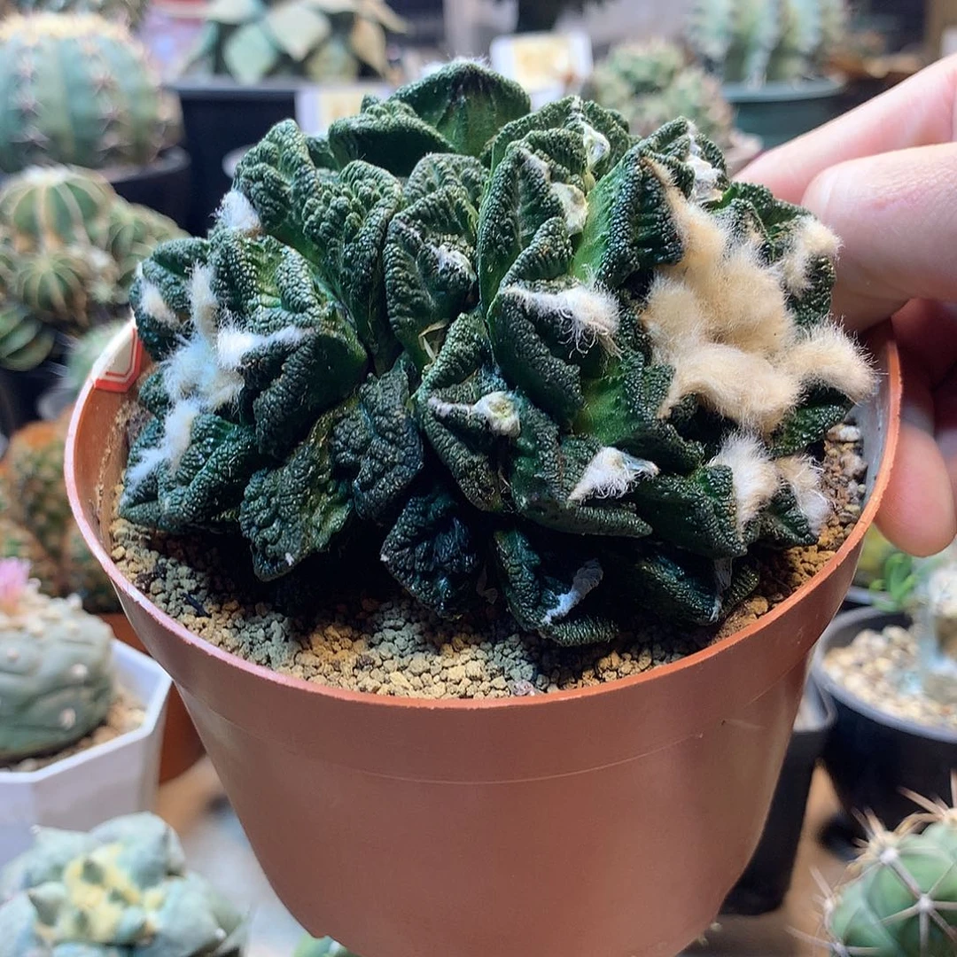 辛顿牡丹群芽根