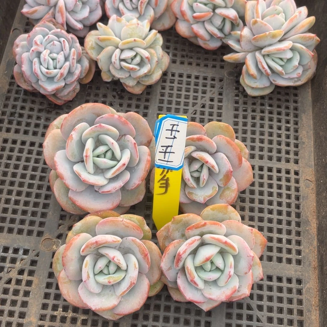 l**玊姐姐说要得好好