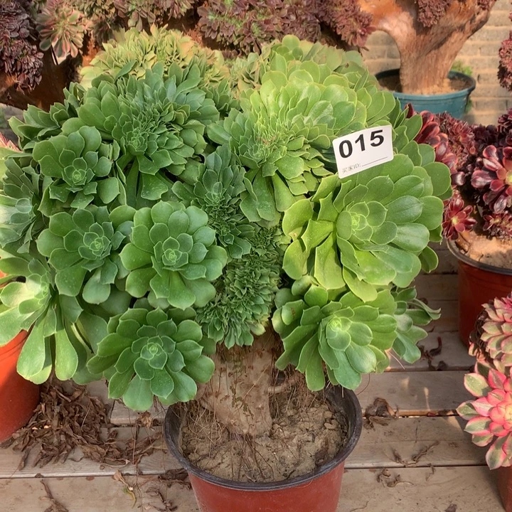015绿羊绒缀多肉法师
