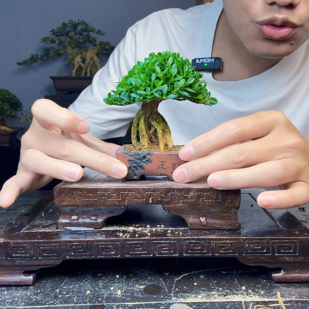 s***e无花朵黄杨盆景一物一拍