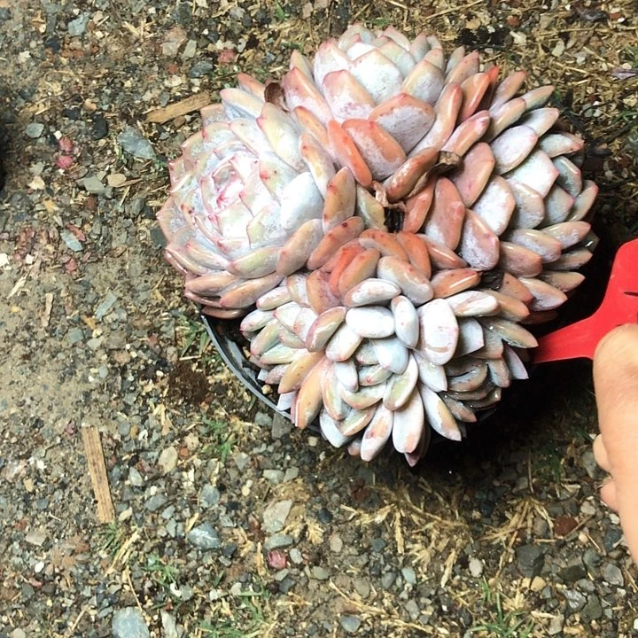 开*、79///////////////