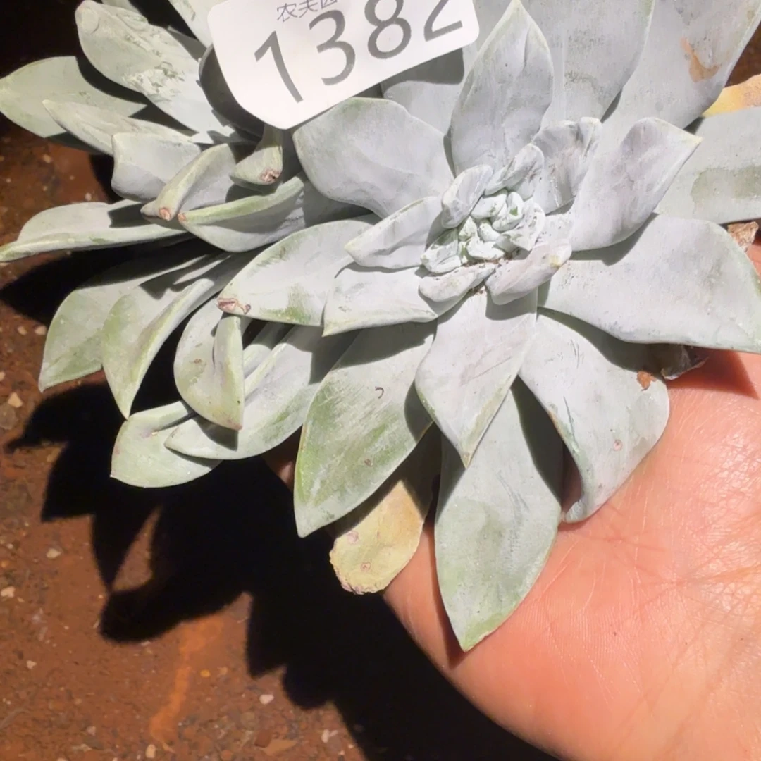 3代杂交仙女杯多肉福利处理瑕疵