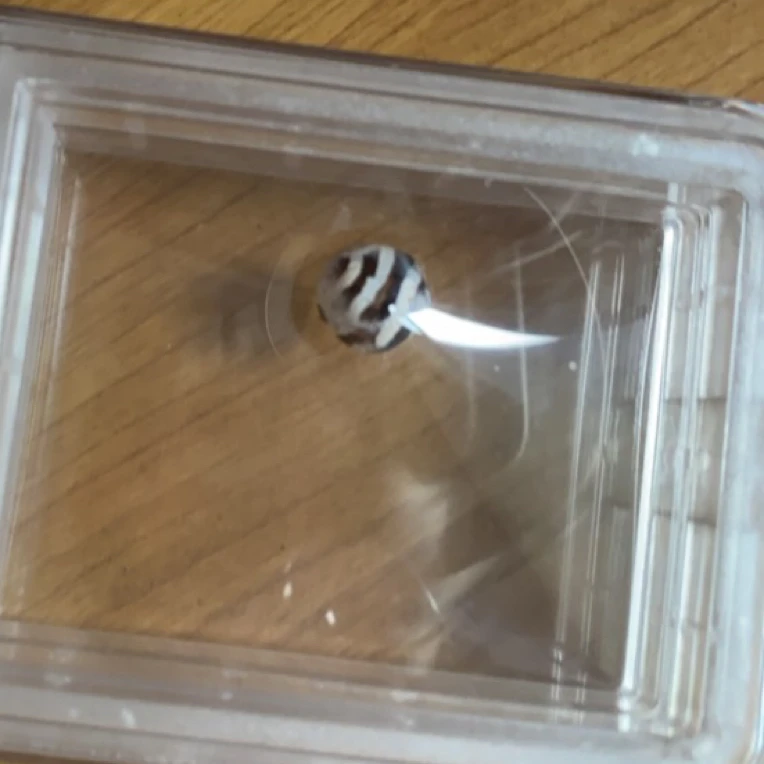 藏地密码，藏式珠子s160
