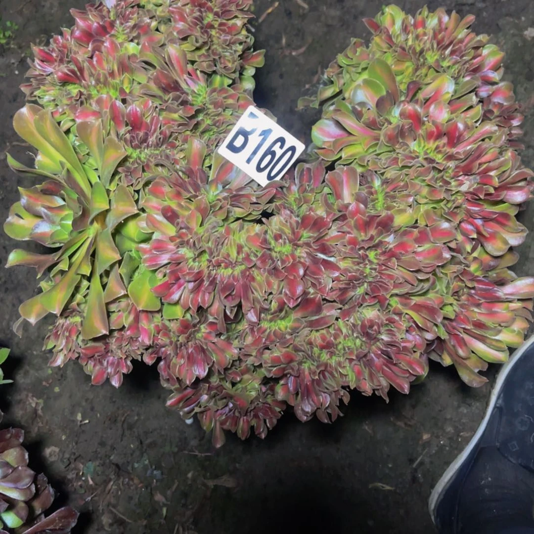 女巫宽中班16—/-4包邮