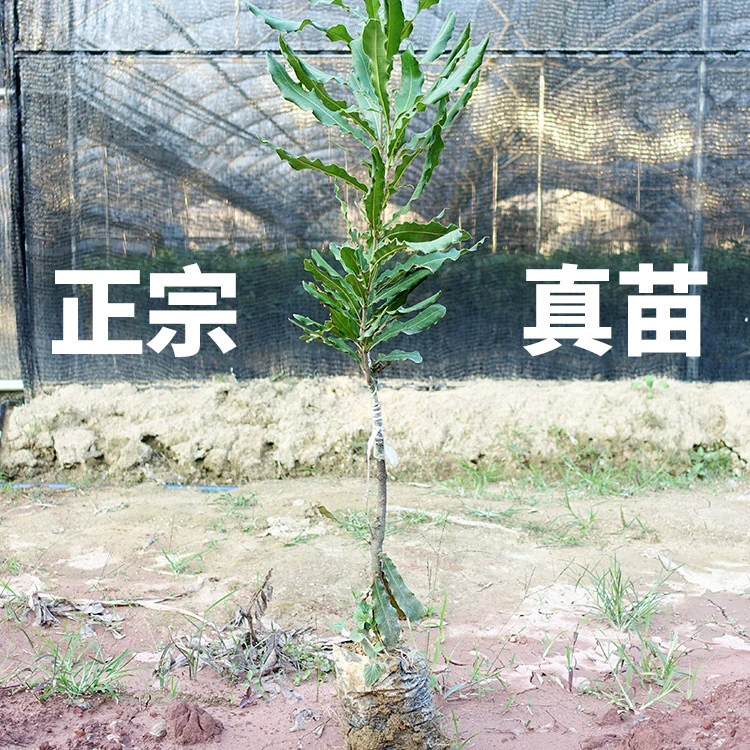 夏威夷果澳洲坚果嫁接树苗果树产量高南方种植广西发货带土带叶