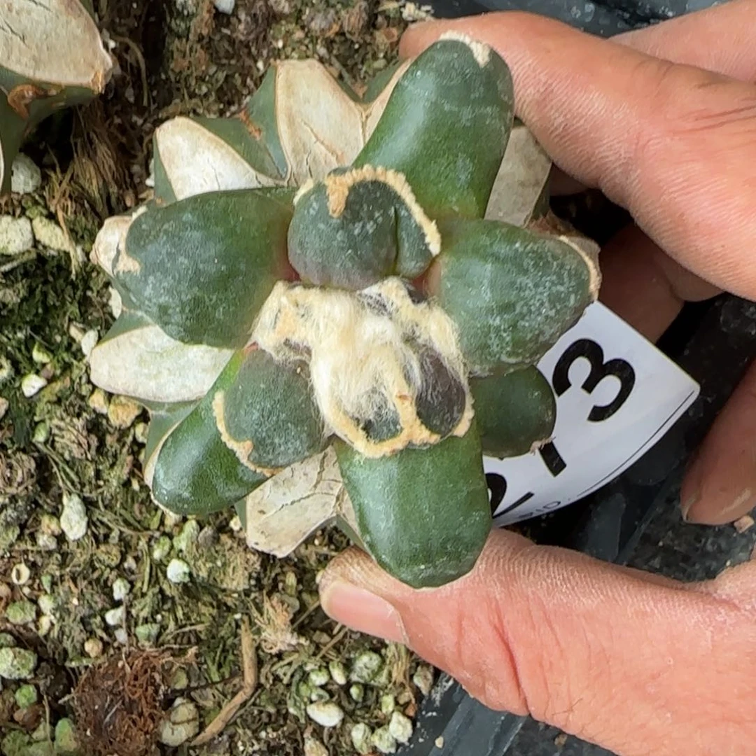 【闪购商品】连瓷蛋蛋273