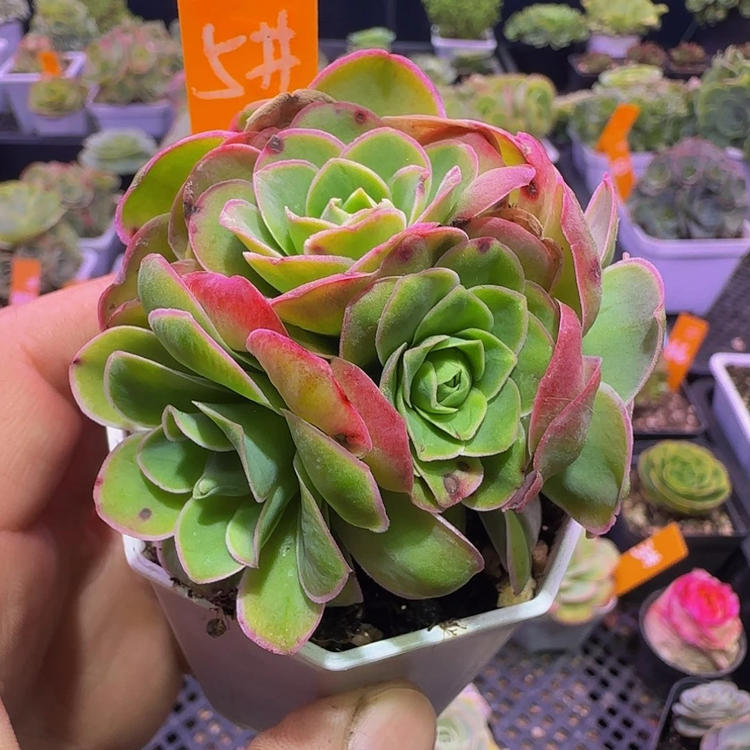 纳斓 非偏远包邮玻璃心慎拍